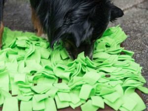 PROCYON Schnüffelwiese - Grün