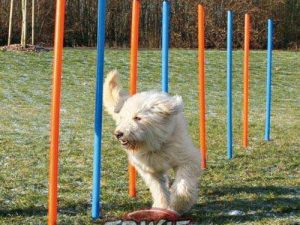 Trixie Agility Slalom
