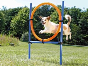 Trixie Agility Ring