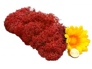 Muwse Islandmoos Mohnrot 10 g Maßstab Spur 1 Modellbau