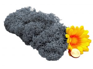 Muwse Islandmoos Titangrau 10 g Maßstab Spur 1 Modellbau