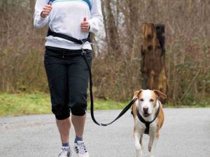 Trixie Bauchgurt mit Leine für mittelgroße und große Hunde - 75-120 cm