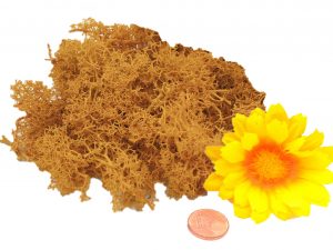 Muwse Islandmoos Melonengelb 10 g händisch gerupft Osternest Weihnachtskrippe