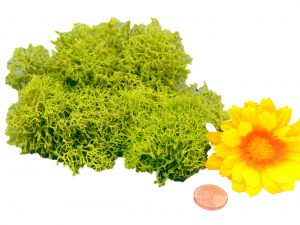 Muwse Islandmoos Frühlingsgrün 10 g händisch gerupft Osternest Weihnachtskrippe