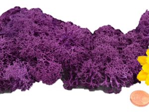 Muwse Islandmoos Viola 10 g händisch gerupft Osternest Weihnachtskrippe