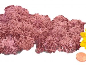 Muwse Islandmoos Rosa 10 g händisch gerupft Osternest Weihnachtskrippe