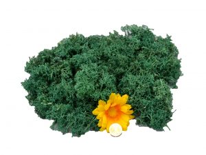 Muwse Islandmoos Kieferngrün 25 g händisch gerupft Osternest Weihnachtskrippe