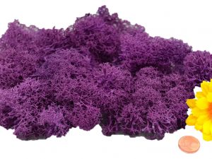 Muwse Islandmoos Viola 25 g händisch gerupft Osternest Weihnachtskrippe