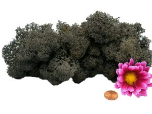 Muwse Islandmoos Dunkelgrau 25 g Maßstab Spur G Modellbau