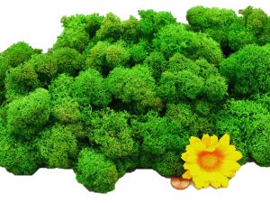 Muwse Islandmoos Grasgrün 100 g Maßstab Spur 0 Modellbau