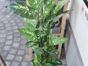 EUROPALMS Dieffenbachia, künstlich, 120cm