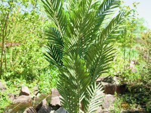 EUROPALMS Kentia Palme, Kunstpflanze, 140cm