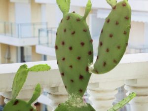 EUROPALMS Blätterkaktus, Kunstpflanze, 75cm