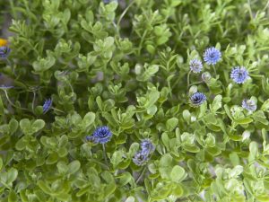 EUROPALMS Buchsmatte, künstlich, grün-lila, 25x25cm