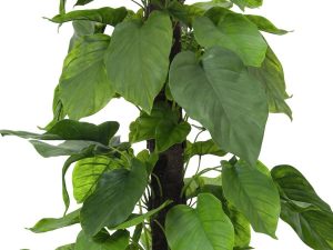EUROPALMS Pothos, Kunstpflanze, 180cm