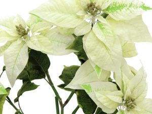 EUROPALMS Weihnachtsstern-Busch, cremefarben, 60cm