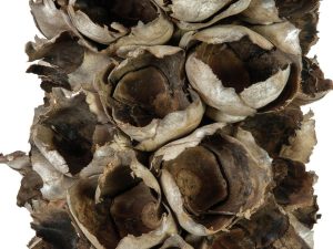 EUROPALMS Cacho Coco ca. 120-190cm