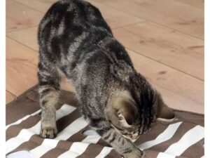 Trixie Cat Activity Pföteldecke - 70 x 50 cm