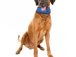 Karlie Flamingo Kühlbandana Fresk - L (45 - 65 cm)