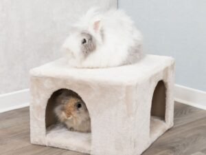 Karlie ASP Step&Go Geschirr - Schwarz - 25 mm, 64-95 cm