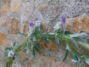 EUROPALMS Blütengirlande, künstlich, weiß,  180cm