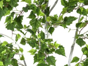 EUROPALMS Birkenbaum, Kunstpflanze, 210cm