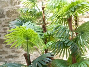 EUROPALMS Fächerpalme, Kunstpflanze, 155cm