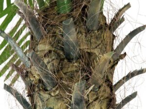 EUROPALMS Phönixpalme luxor, Kunstpflanze, 150cm