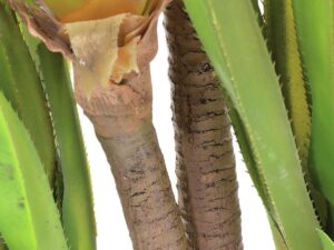 EUROPALMS Säbelzahn-Agave, Kunstpflanze, 185cm
