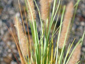 EUROPALMS Lampenputzergras, künstlich, 120cm