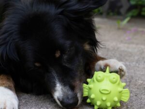 PROCYON TPR Snackball Fisch