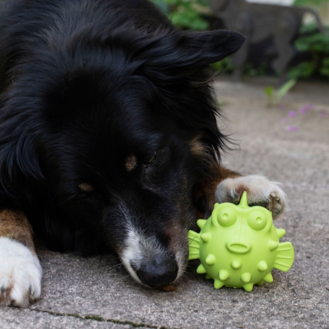 PROCYON TPR Snackball Fisch – Bild 3