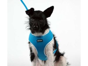 Pet-Star Softgeschirr / Netzgeschirr - Blau - L