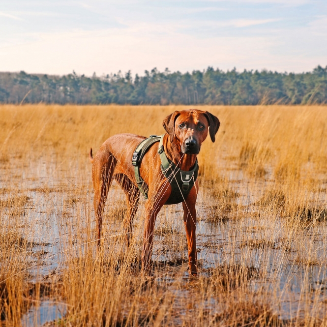 Duvoplus EXPLOR Ultimate Fit No-Pull-Geschirr - Undercover Green - L - 48-58cm - 58-81cm – Bild 4