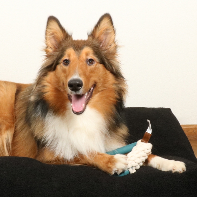 D&D Hundespielzeug Milan - lagoon – Bild 5