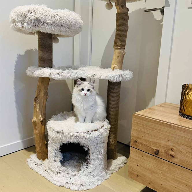 EBI Kratzbaum Marseille – Bild 6