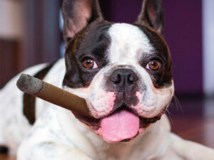 Karlie Flamingo Latexspielzeug Zigarre