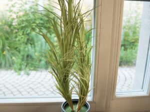 EUROPALMS Dracenabusch, mit schwarzem Topf, künstlich, 80cm