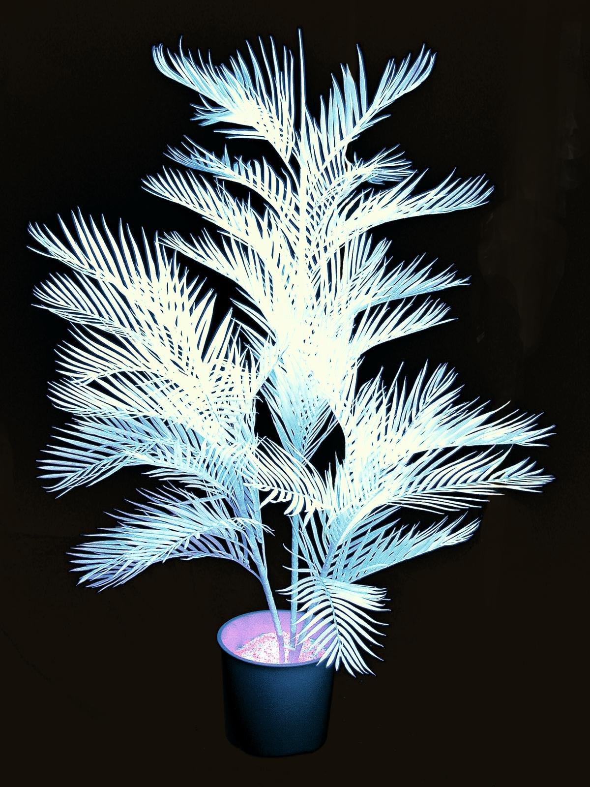 EUROPALMS Kentiapalme, künstlich, uv-weiß, 170cm