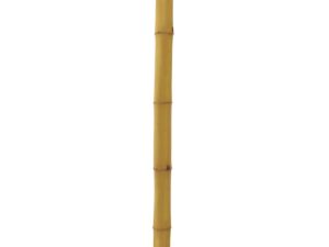 EUROPALMS Bambusrohr, Ø=8cm, 200cm